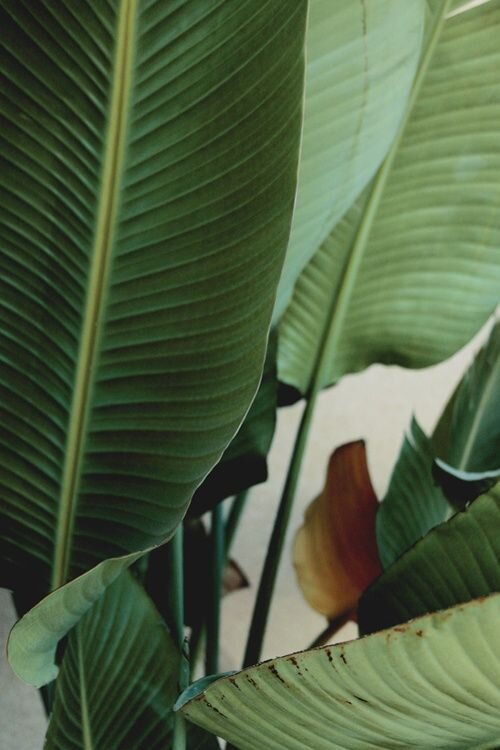 Let+the+Good+Times+Roll (1).jpg